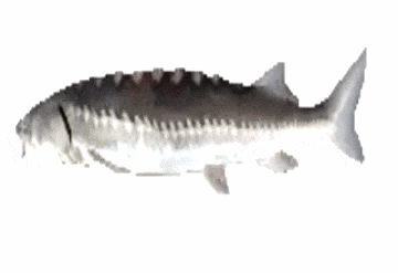 gif of a rotating fish